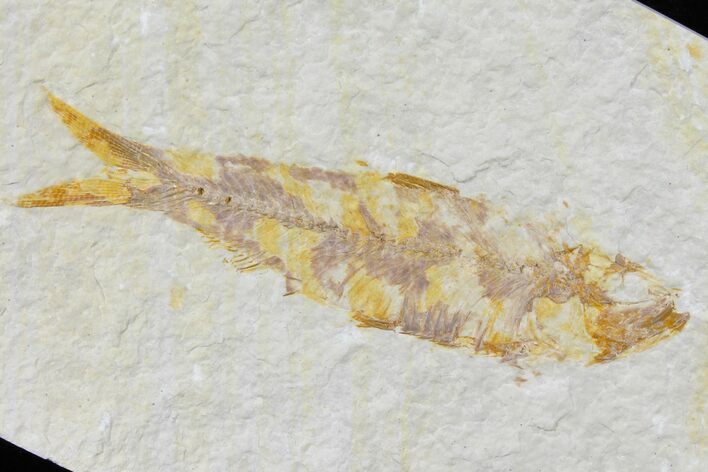 Bargain, Fossil Fish (Knightia) - Wyoming #120024